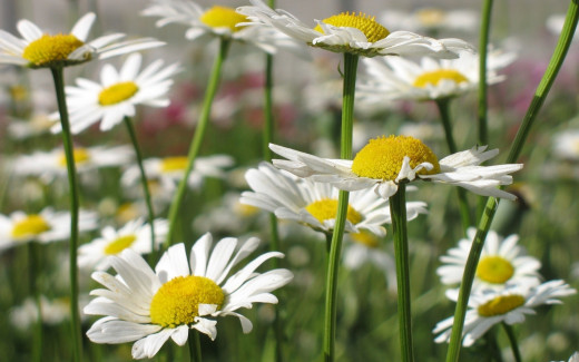 510274 (a): :2560x1600